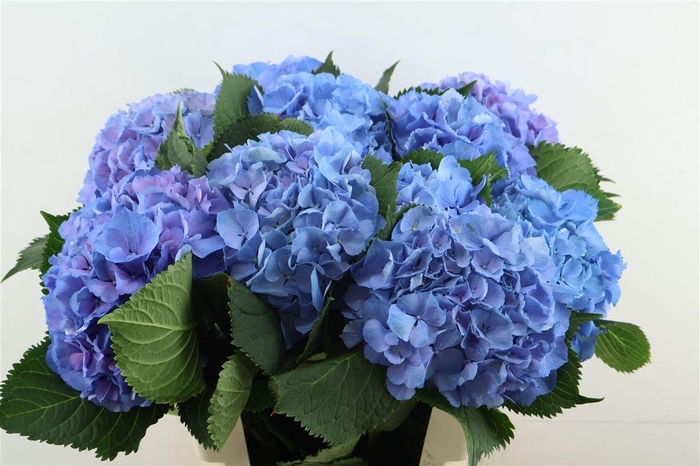 <h4>Hydr M Elbtal Blue 60-18</h4>