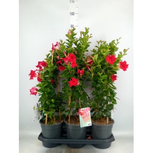 Mandevilla am. 'Sundav Red'