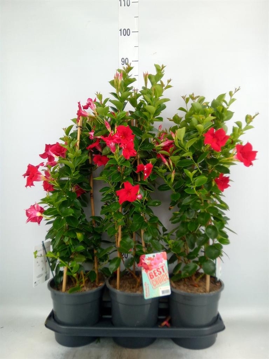 <h4>Mandevilla am. 'Sundav Red'</h4>
