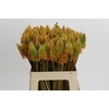Kniphofia Eycone Peach