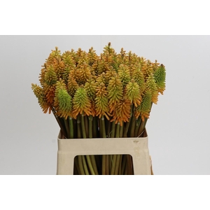 Kniphofia Eycone Peach