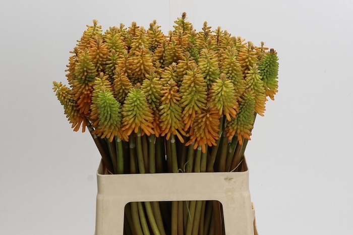 <h4>Kniphofia Eycone Peach</h4>