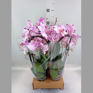 Phalaenopsis  'Elegant Cascade'