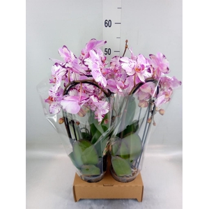 Phalaenopsis  'Elegant Cascade'