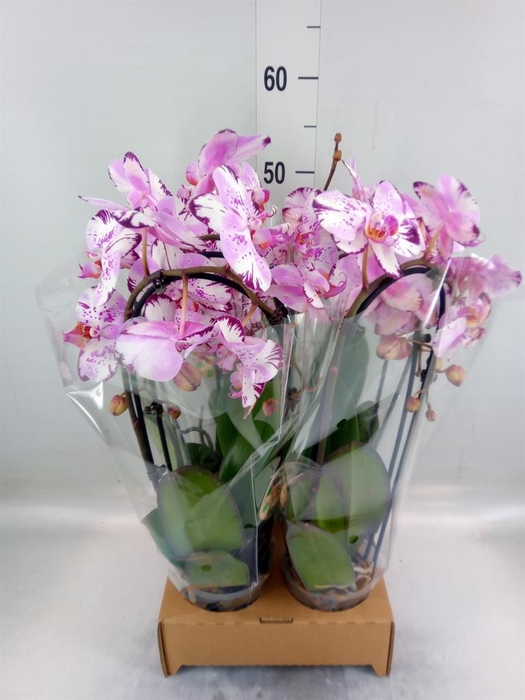 <h4>Phalaenopsis  'Elegant Cascade'</h4>