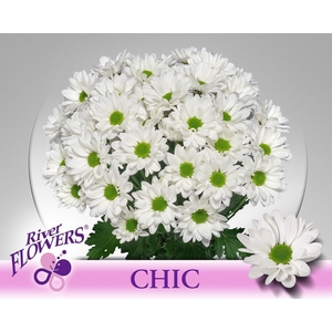 CHR T CHIC
