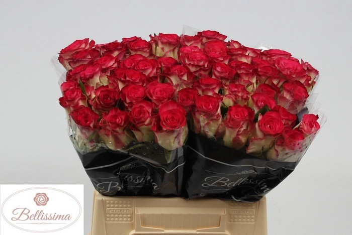 <h4>R GR CARICE!</h4>