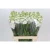 Matthiola Iron White