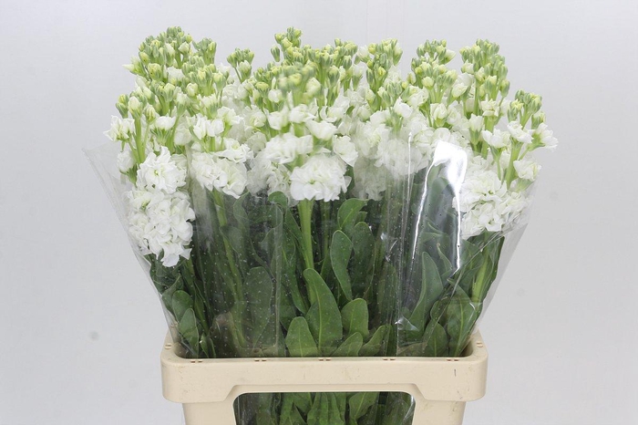 <h4>Matthiola Iron White</h4>