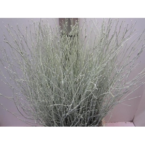 Betul Licht Groen L90