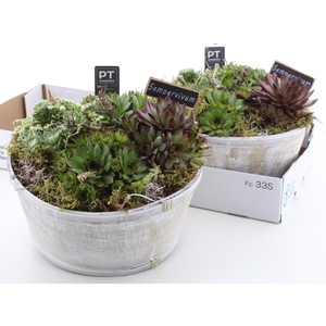 ARR SEMPERVIVUM