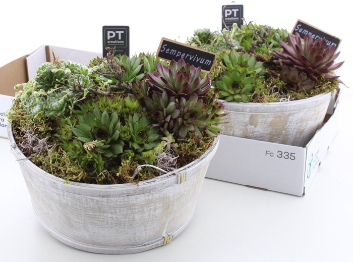 <h4>ARR SEMPERVIVUM</h4>