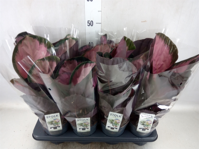 <h4>Calathea roseopicta 'Rosy'</h4>