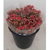 Kalanchoe pink dark