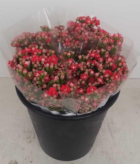 Kalanchoe pink dark