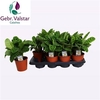 Calat Zebrina
