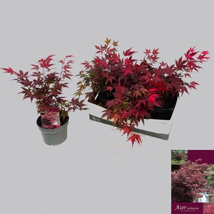 ACER PA ATROPURPUREU