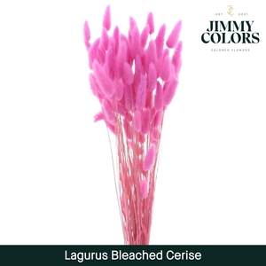 Lagurus Bleached Cerise