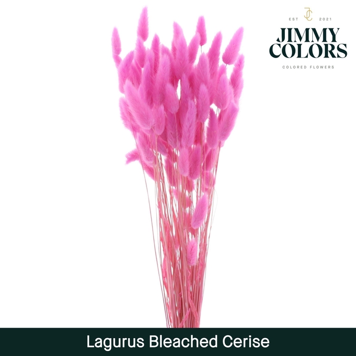 <h4>Lagurus Bleached Cerise</h4>