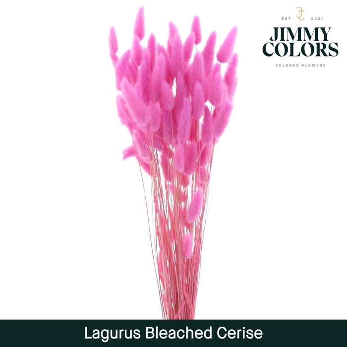 <h4>Lagurus Bleached Cerise</h4>