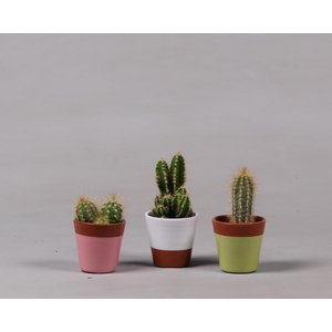 Keramiek potje met Cactus
