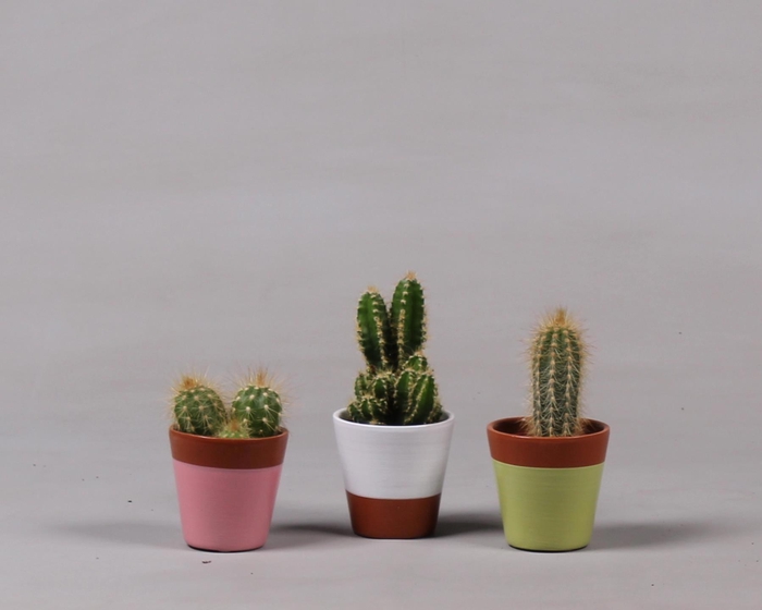 <h4>Keramiek potje met Cactus</h4>