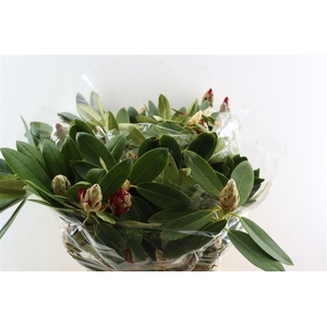 Rhodo Red 70cm P Bunch
