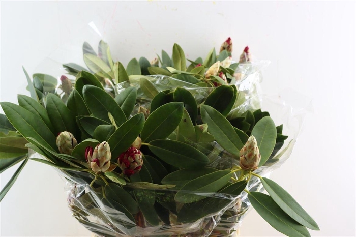 <h4>Rhodo Red 70cm P Bunch</h4>