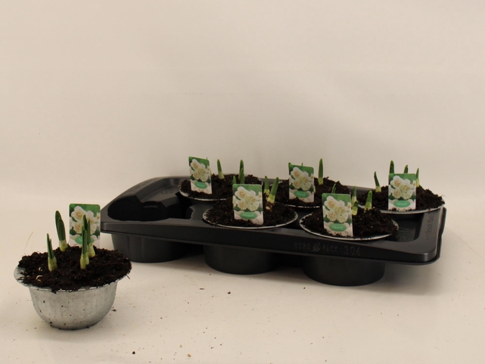 <h4>NARC TA GERANIUM</h4>