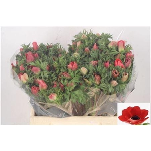 Anemone Galil Red