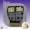 Rosa gr Polarstar