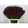 Leucadendron Saf Sunset Dark R.