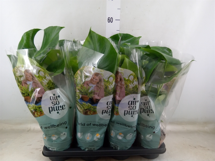 <h4>Monstera delic.</h4>
