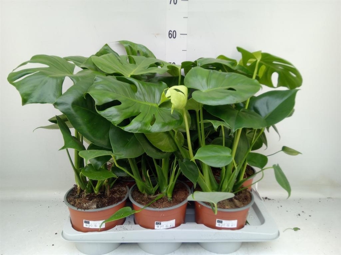 <h4>Monstera delic.</h4>
