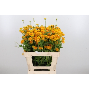 Heliopsis Hel Asahi