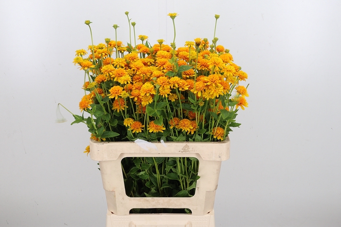 <h4>Heliopsis Hel Asahi</h4>