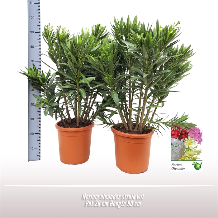 <h4>Nerium oleander   ...</h4>