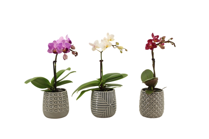 <h4>James Tiny Dolls Mix 1T7+ Aqu@</h4>