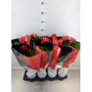 Anthurium andr. 'Madural'