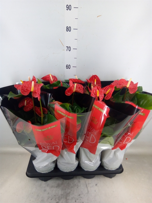 <h4>Anthurium andr. 'Madural'</h4>