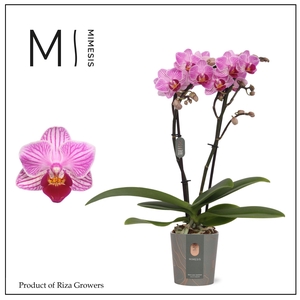 Phalaenopsis Lotte 2 spike – 7cm | Mimesis