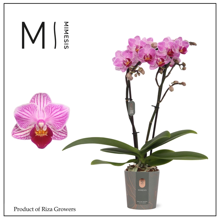 <h4>Phalaenopsis Lotte 2 spike – 7cm | Mimesis</h4>