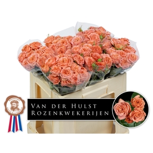 Rosa TR 'Bella Trendsetter'