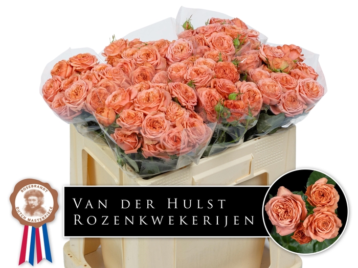 <h4>Rosa TR 'Bella Trendsetter'</h4>