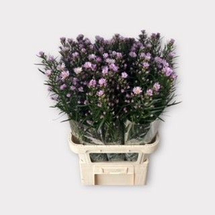 <h4>ASTER CLAUDIA AST CLAUDIA</h4>