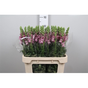 Antir Poto Lavender