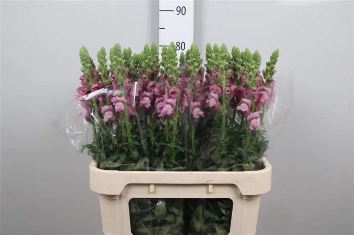 <h4>Antir Poto Lavender</h4>