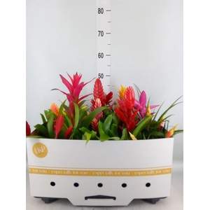 Bromelia   ...mix 10