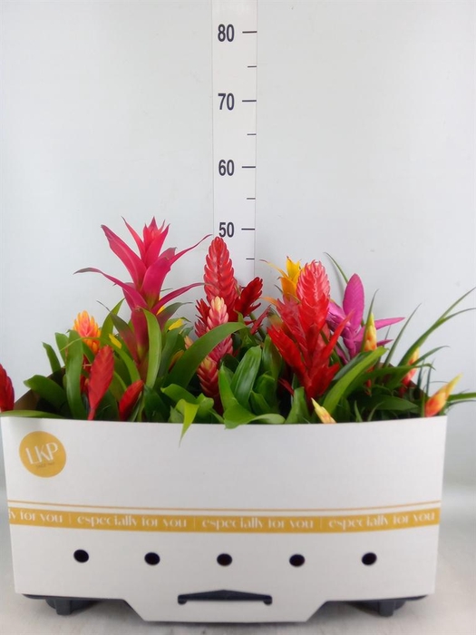 <h4>Bromelia ...mix 10</h4>