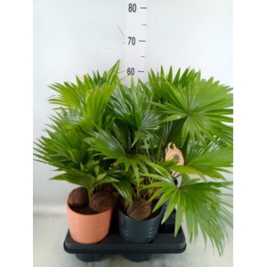 Livistona rotundifolia